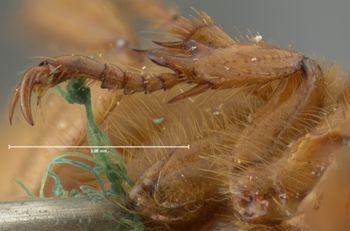 Media type: image;   Entomology 3797 Aspect: front tibia